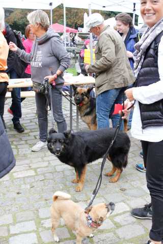 9_venuslauf2017_claudia-cruz_bremerkrebsgesellschaft